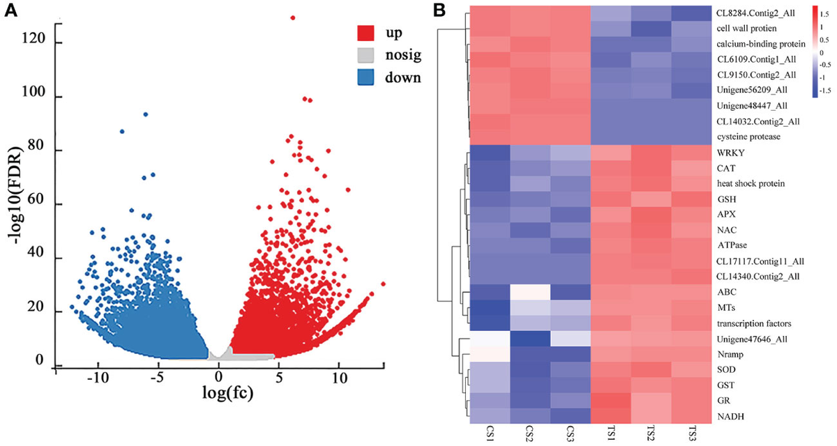 Functional Relevance of Extracellular Vesicle-Derived Long