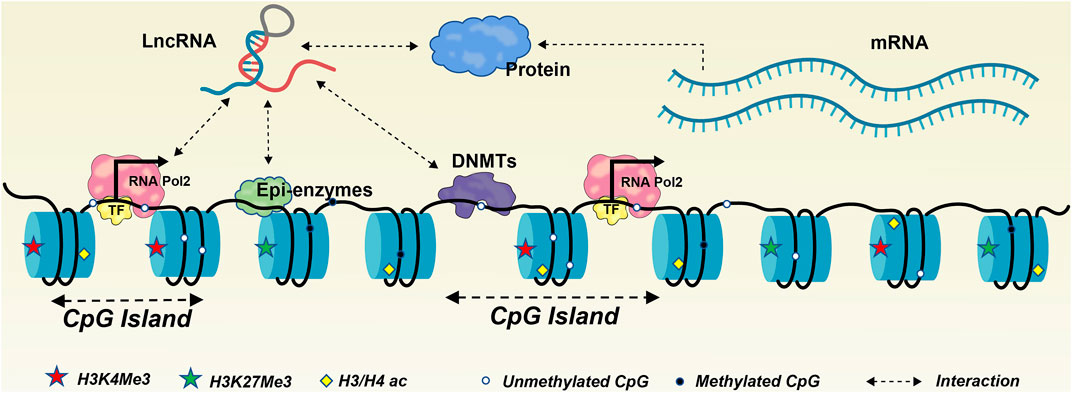Frontiers | Insights into the role of long non-coding RNAs