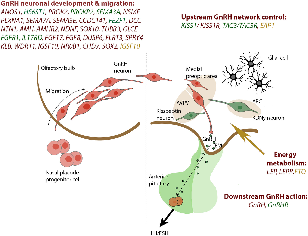Frontiers | Genetic architecture of self-limited delayed