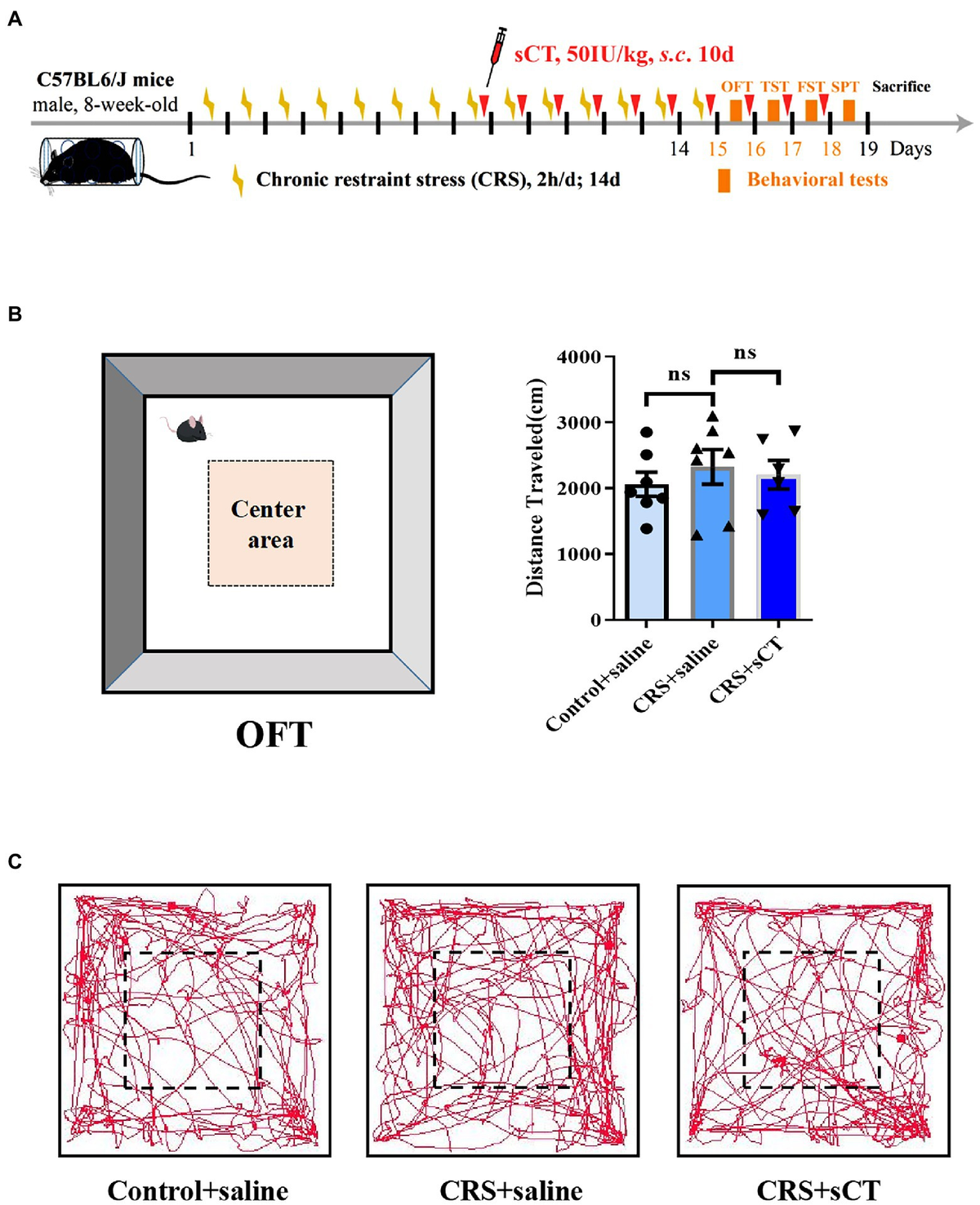 Frontiers | Chronic salmon calcitonin exerts an