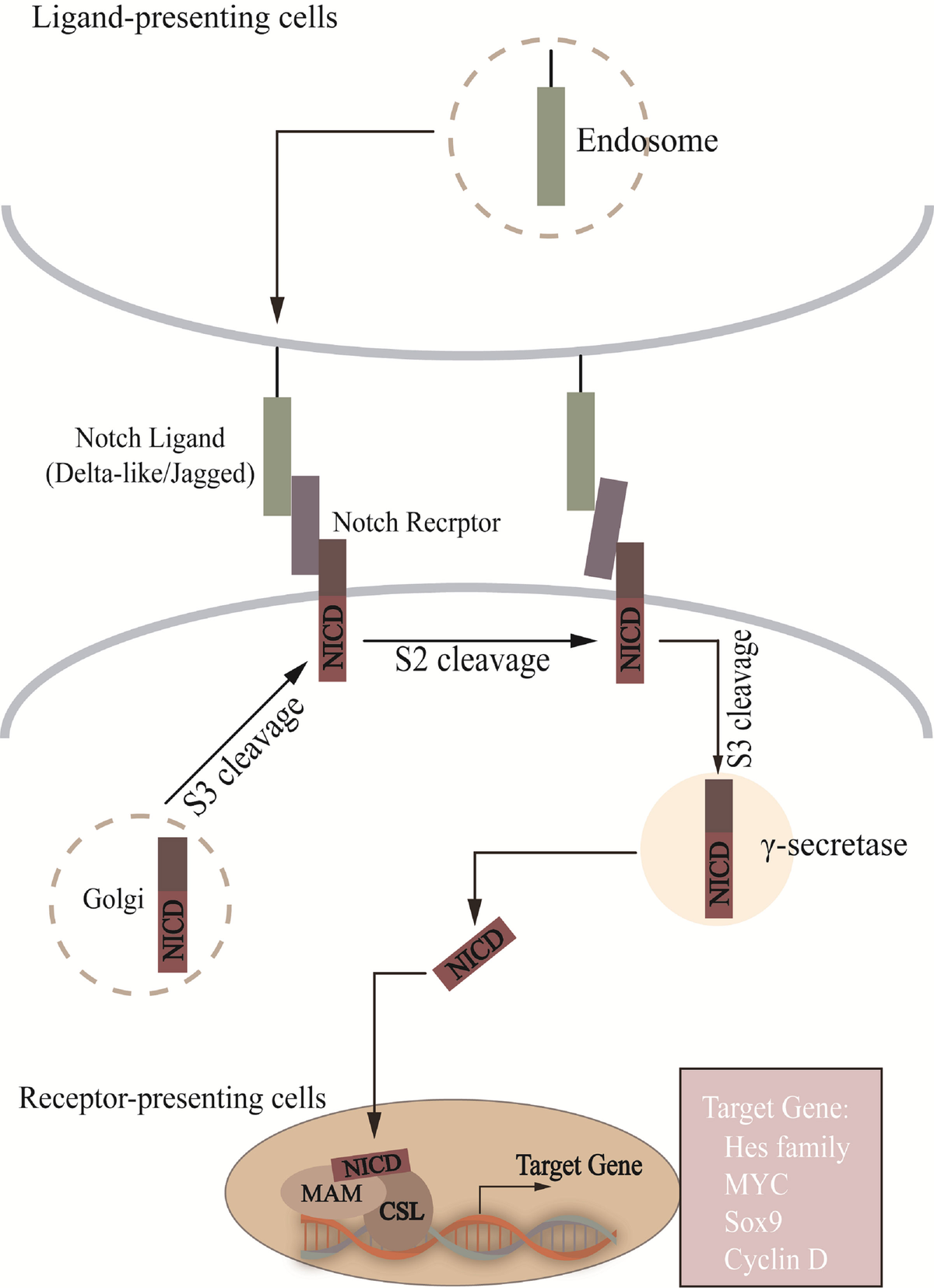 pan様 IMG_3002.jpg?v=1749997427