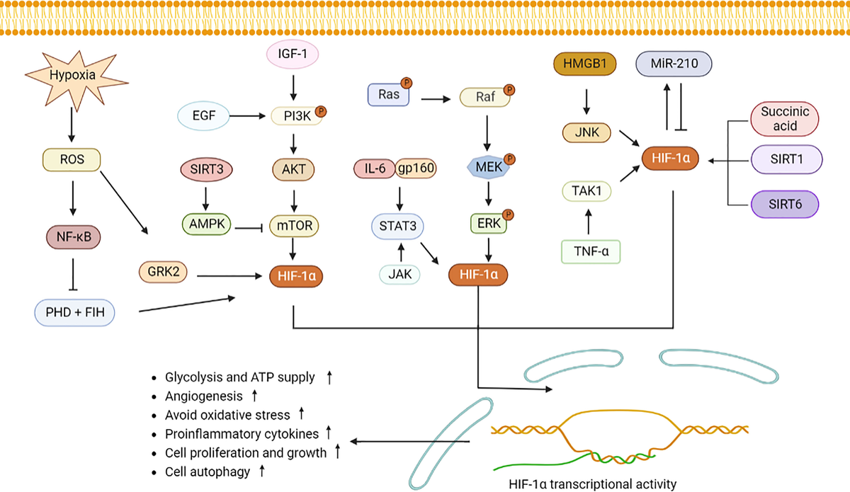 Frontiers | Emerging role of hypoxia-inducible factor-1α in