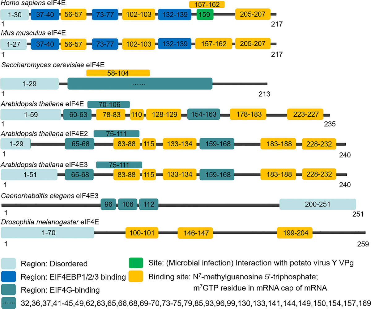 Frontiers | Biological functions and research progress of eIF4E