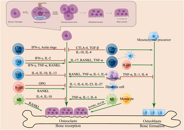 Frontiers | Mechanisms by which kidney-tonifying Chinese