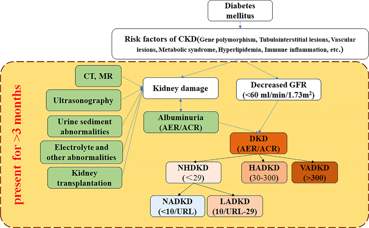 Treating Kidney Failure Through Diet, image size:1200x741