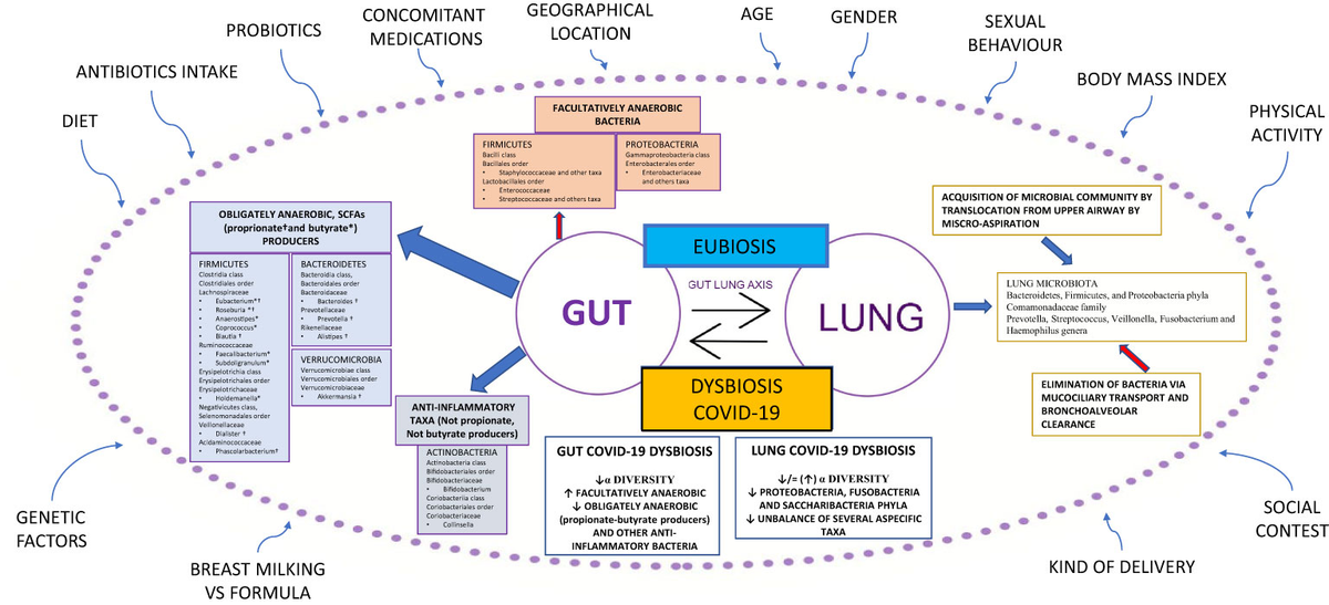 Frontiers | Gut and airway microbiota dysbiosis and their