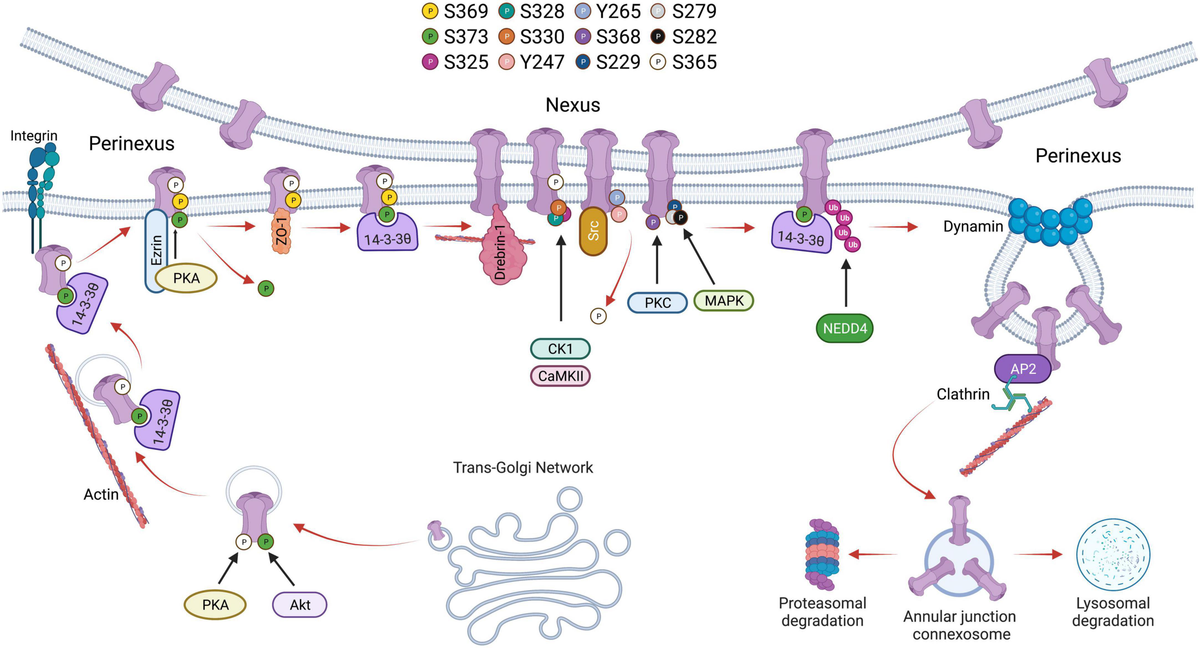 まとめ　c45 e96 Gap junction protein Connexin-43 is a direct transcriptional