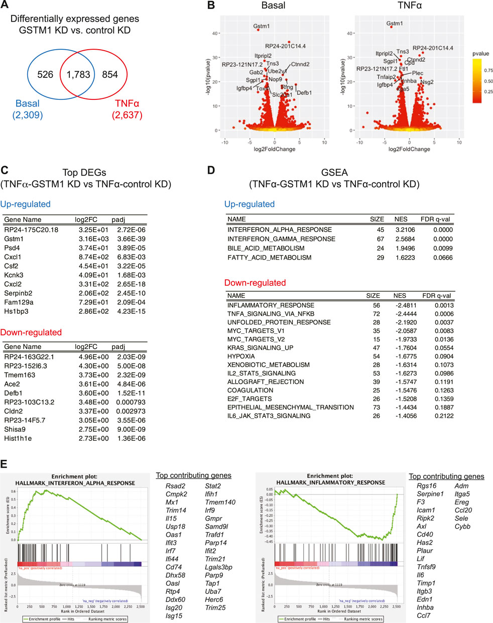 Frontiers | Glutathione S-transferases Control astrocyte