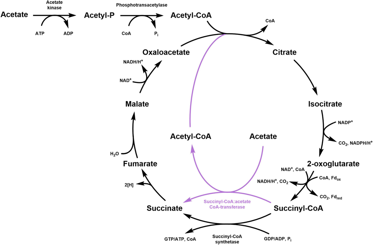 Frontiers SuccinylCoAacetate CoAtransferase functioning in the