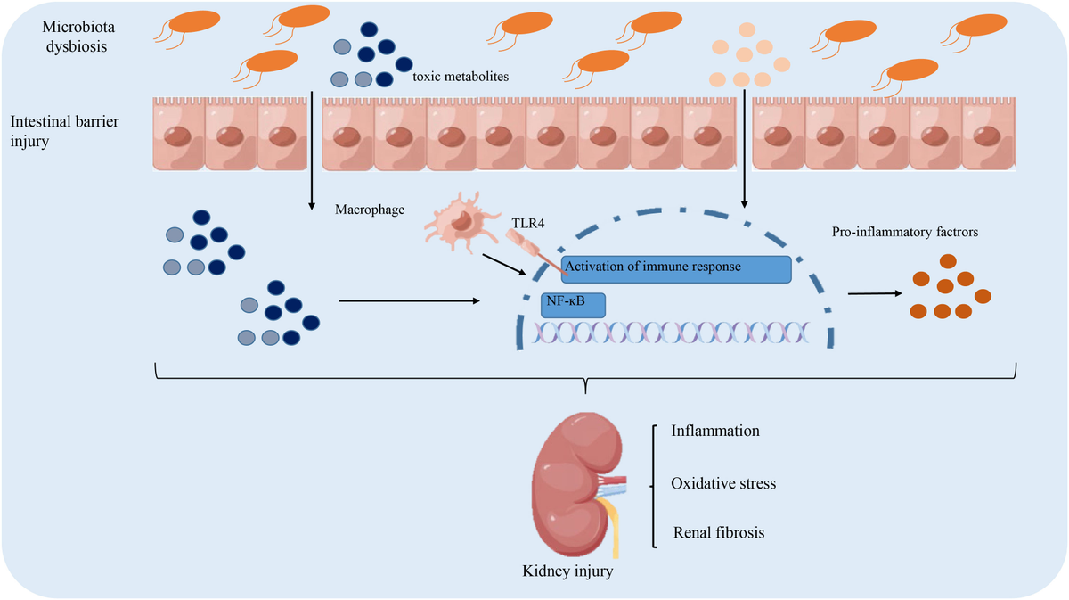 その他 yU Frontiers | The role and mechanism of gut microbiota-derived