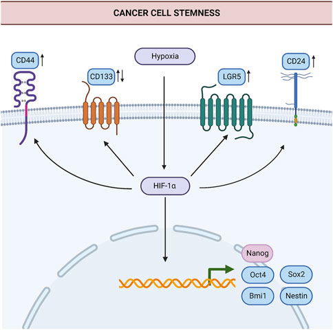 Hypoxia : The Tolerable Limits 低酸素症 許容限界 Frontiers | The hypoxia-inducible factor-1α in stemness and