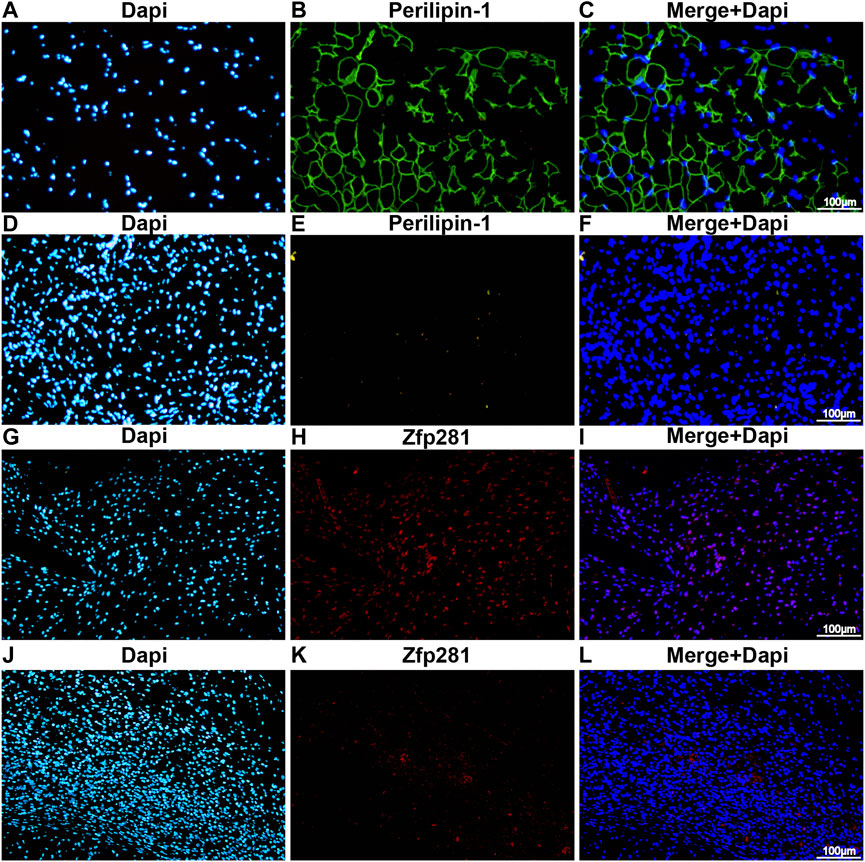 fgene-13-1082654-g001.jpg