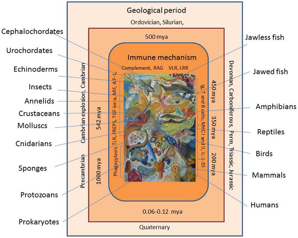 Frontiers Evolution of Innate Immunity: Clues from Invertebrates via
