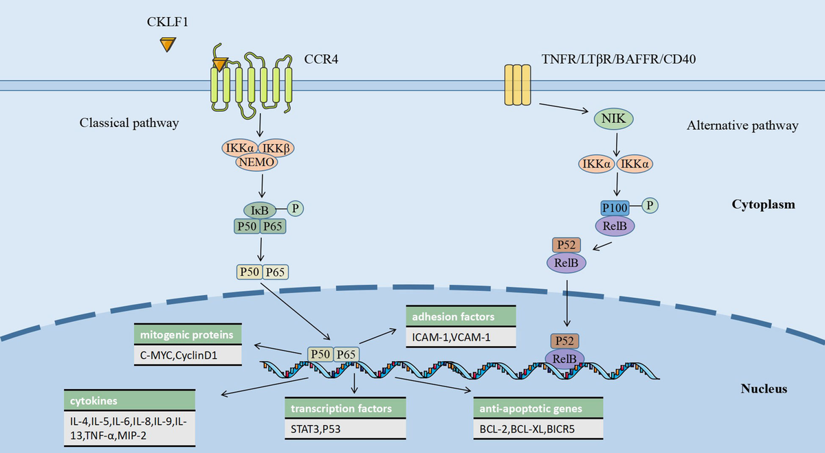 Frontiers | Role of chemokine-like factor 1 as an