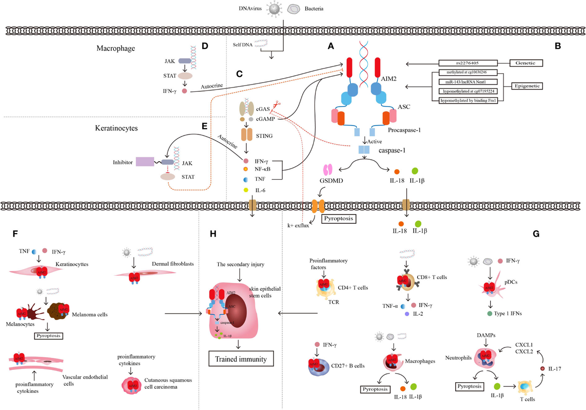 ブランド通販サイトをすべて Frontiers | AIM2 and Psoriasis パンツ