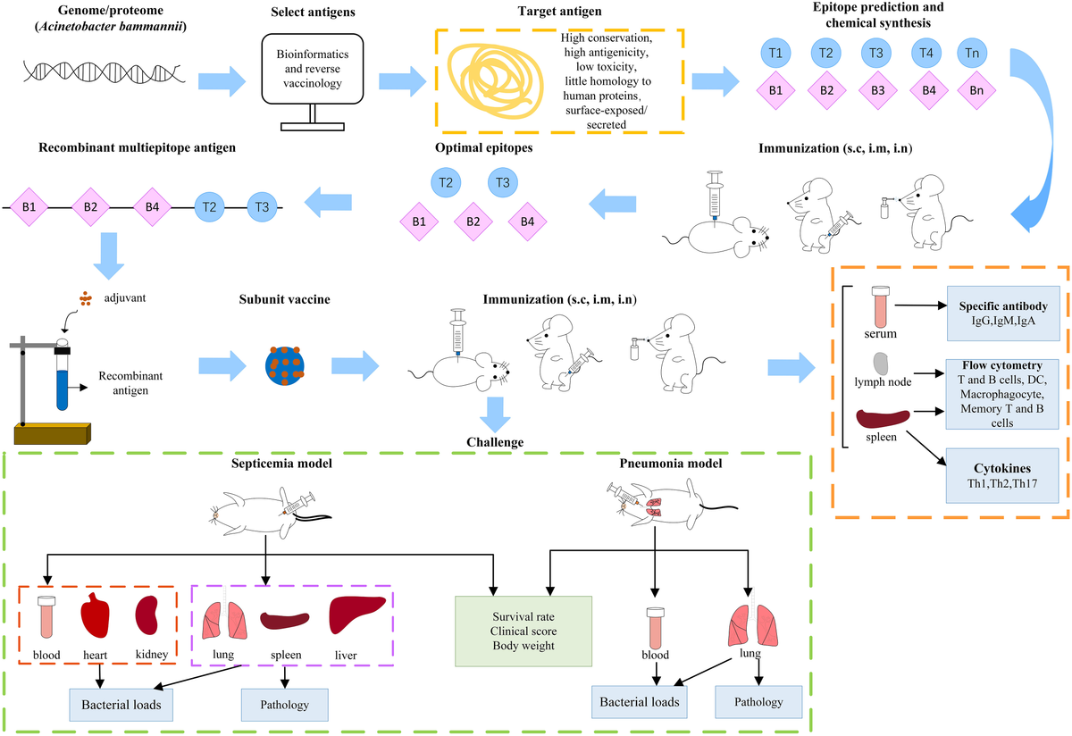 当店在庫してます！ Frontiers | baumannii Acinetobacter for vaccines Subunit ウェア