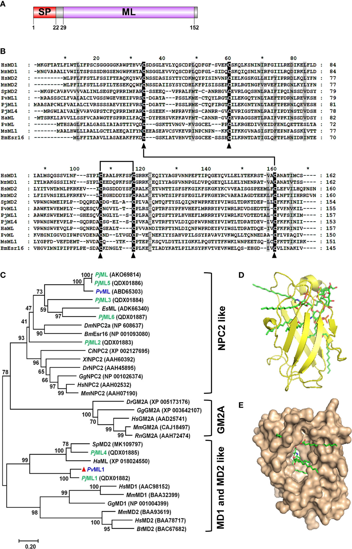 マー Frontiers | Mesenchymal stromal/stem cell-derived exosomes