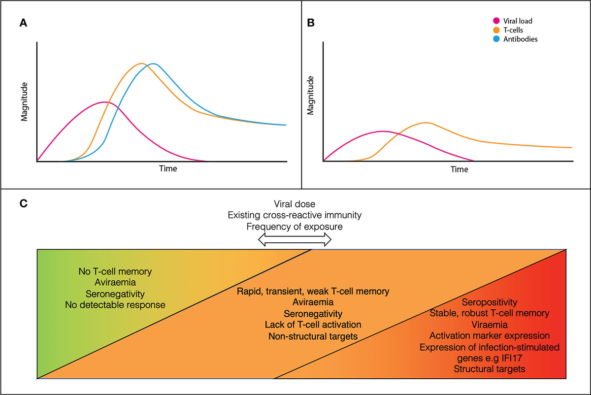 Frontiers Exposed seronegative Cellular immune responses to SARSCoV