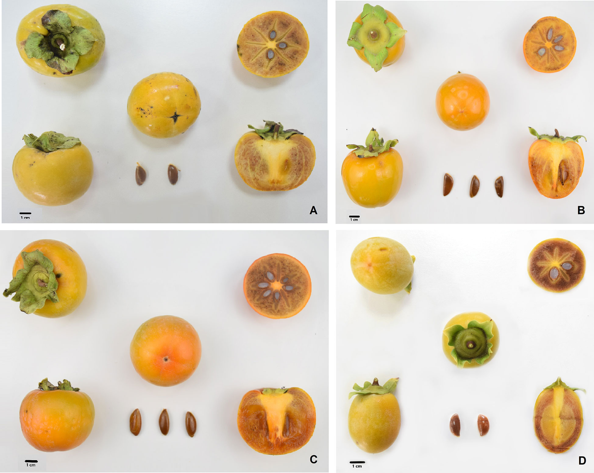 Frontiers | Investigating phenotypic relationships in Frontiers | Investigating phenotypic relationships in