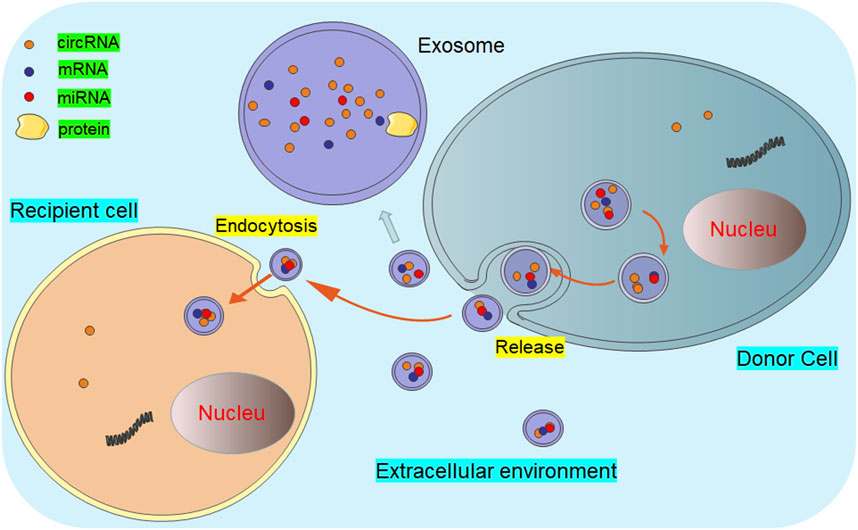 Frontiers | Unraveling the significance of exosomal circRNAs