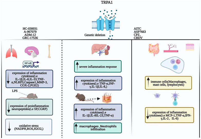 割引クーポン | Frontiers Inflammation—the channel TRPA1 of role ジャケット・アウター