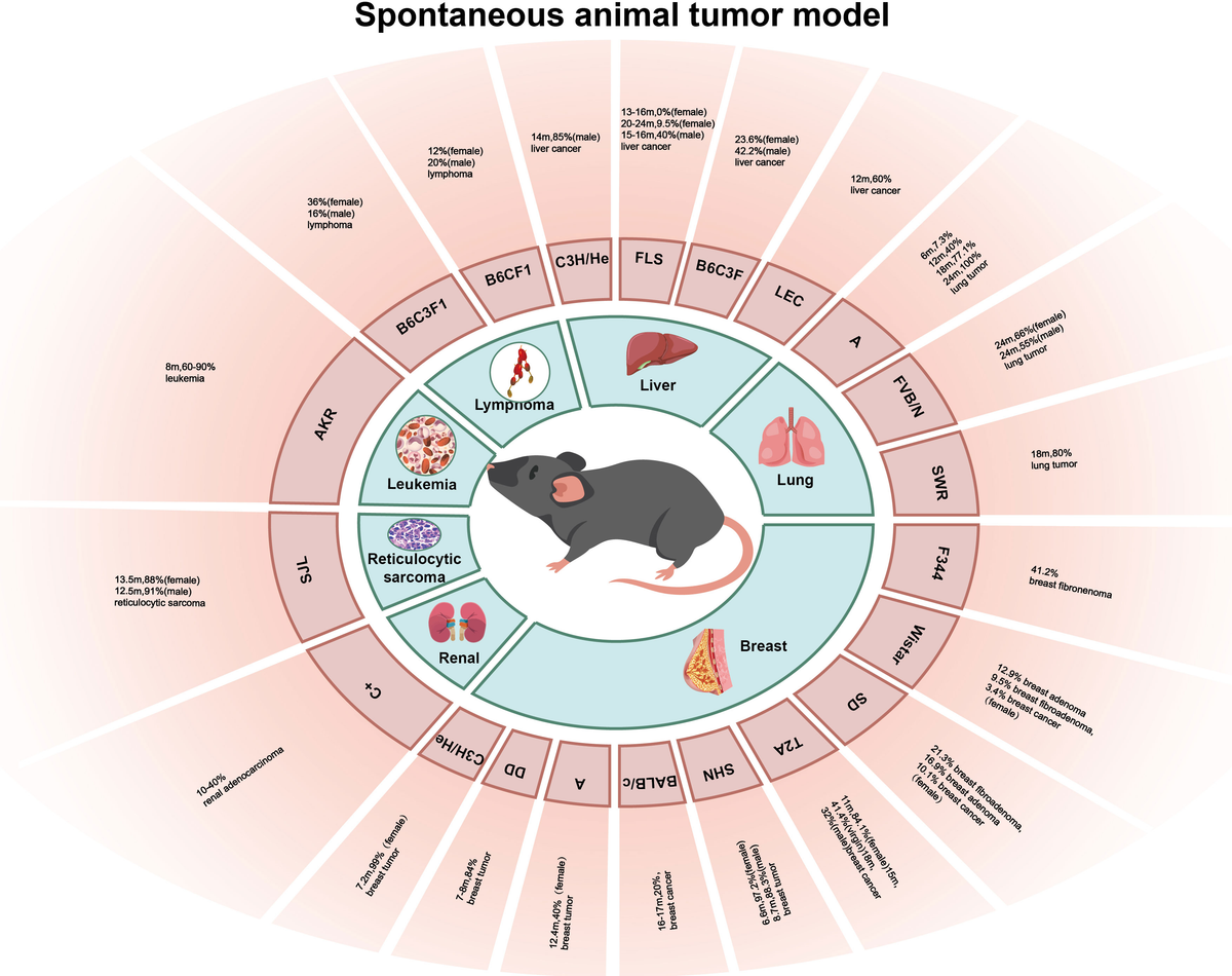洋書 The Mouse in Biomedical Research 3 The Mouse in Biomedical Research, Volume 3 - 2nd Edition