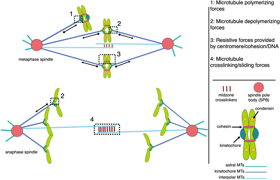 Frontiers | The importance of microtubule-dependent tension