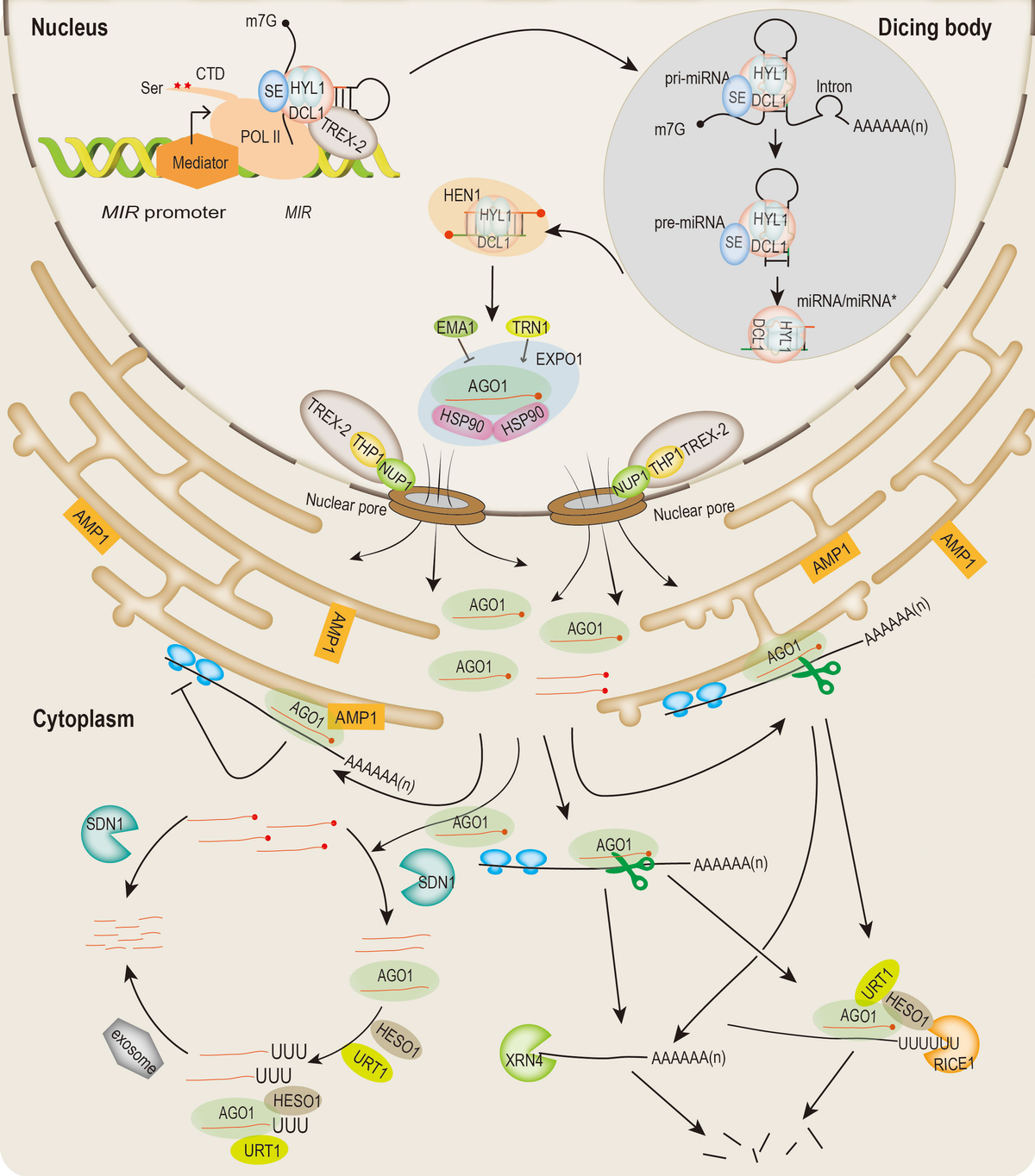 Frontiers | microRNA production in Arabidopsis