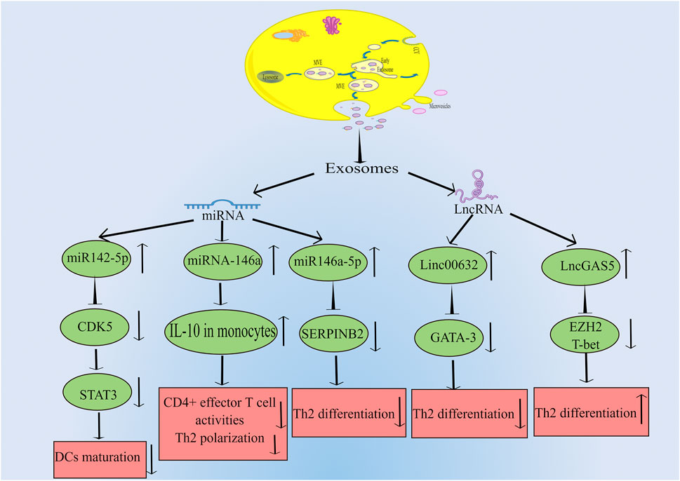 Frontiers | A review of recent advances in exosomes and