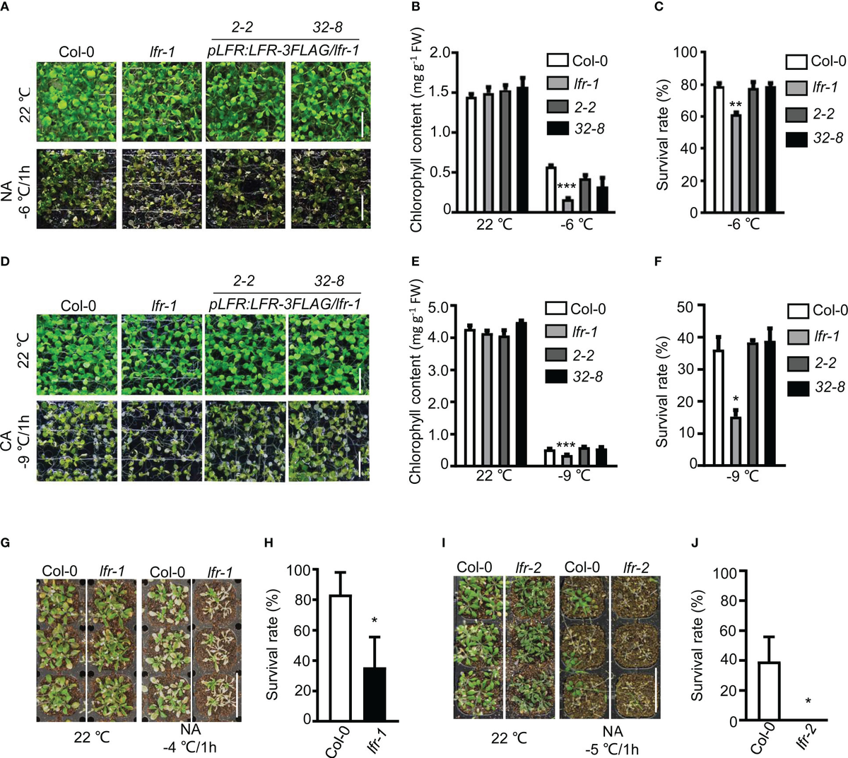 Frontiers | Arabidopsis LFR, a SWI/SNF complex component
