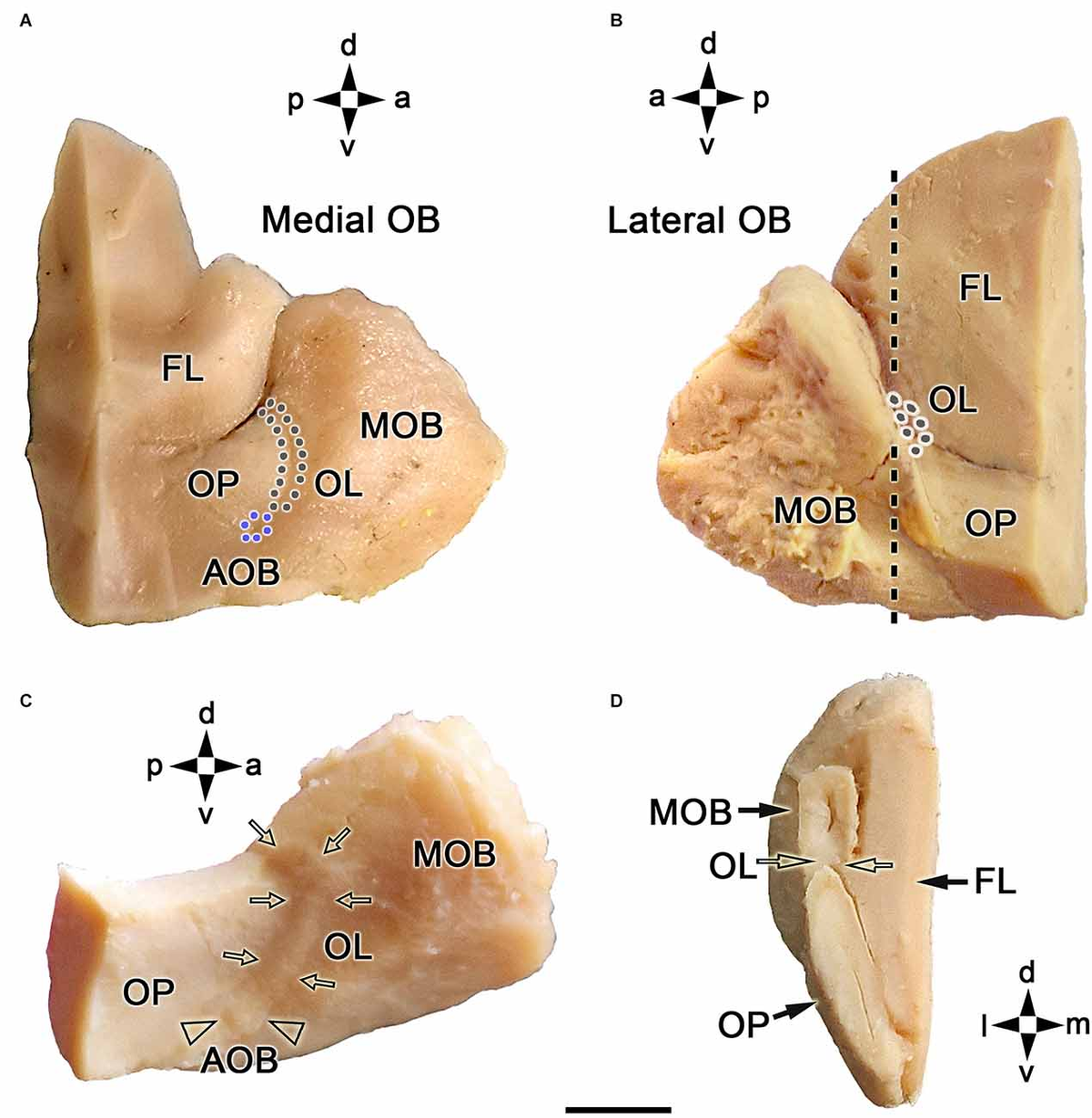 1st-siberian-mouse The olfactory limbus of the red fox (Vulpes vulpes). New insights regarding  a noncanonical olfactory bulb pathway - Frontiers