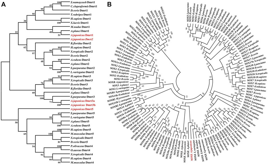 Frontiers | Identification and functional analysis of Dmrt1