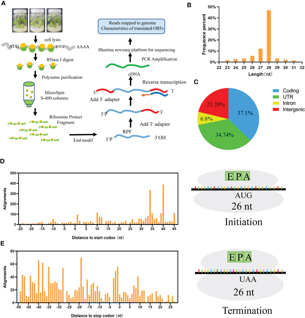 Frontiers | Translational profile of coding and non-coding RNAs ...