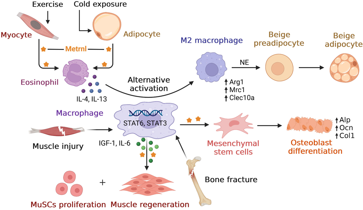 Frontiers | Meteorin-like/Metrnl, a novel secreted protein