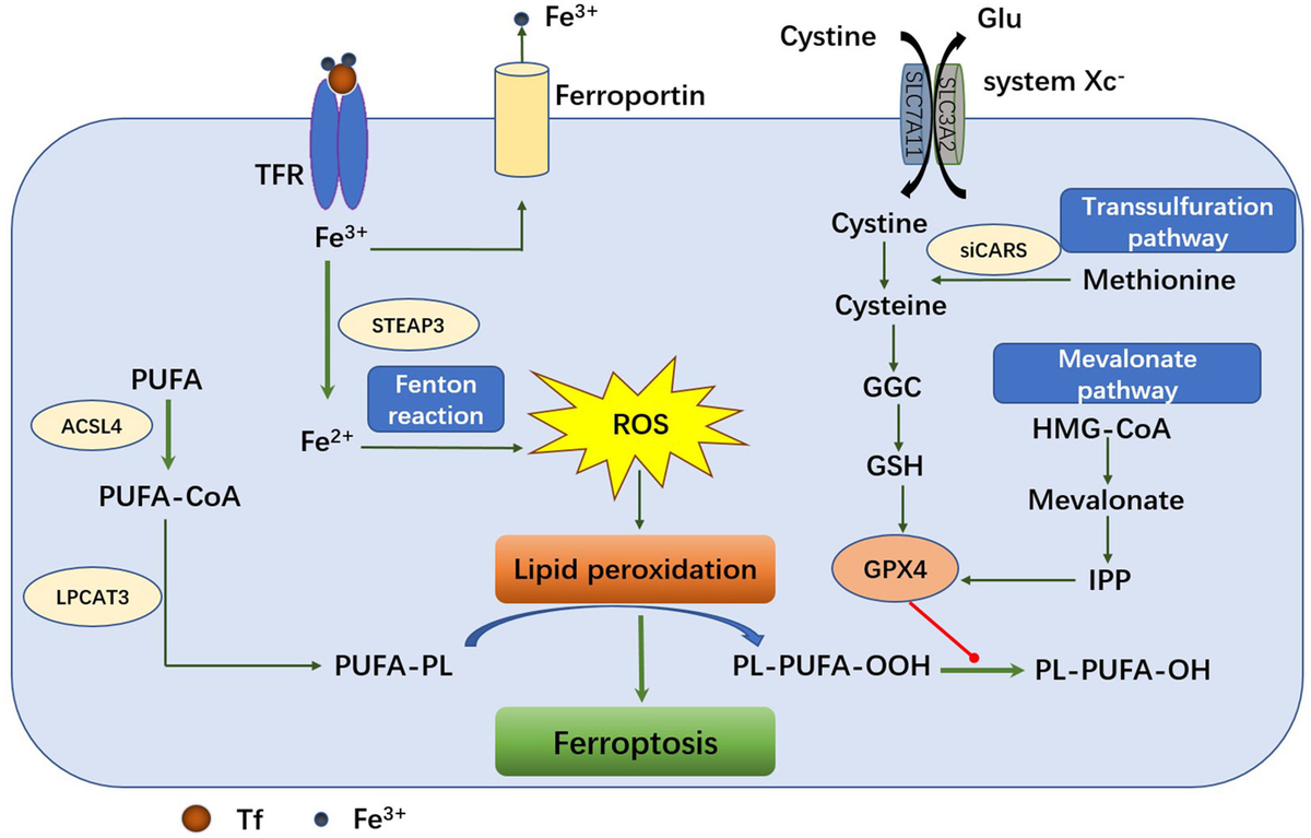 Frontiers | Crosstalk between microwave ablation and