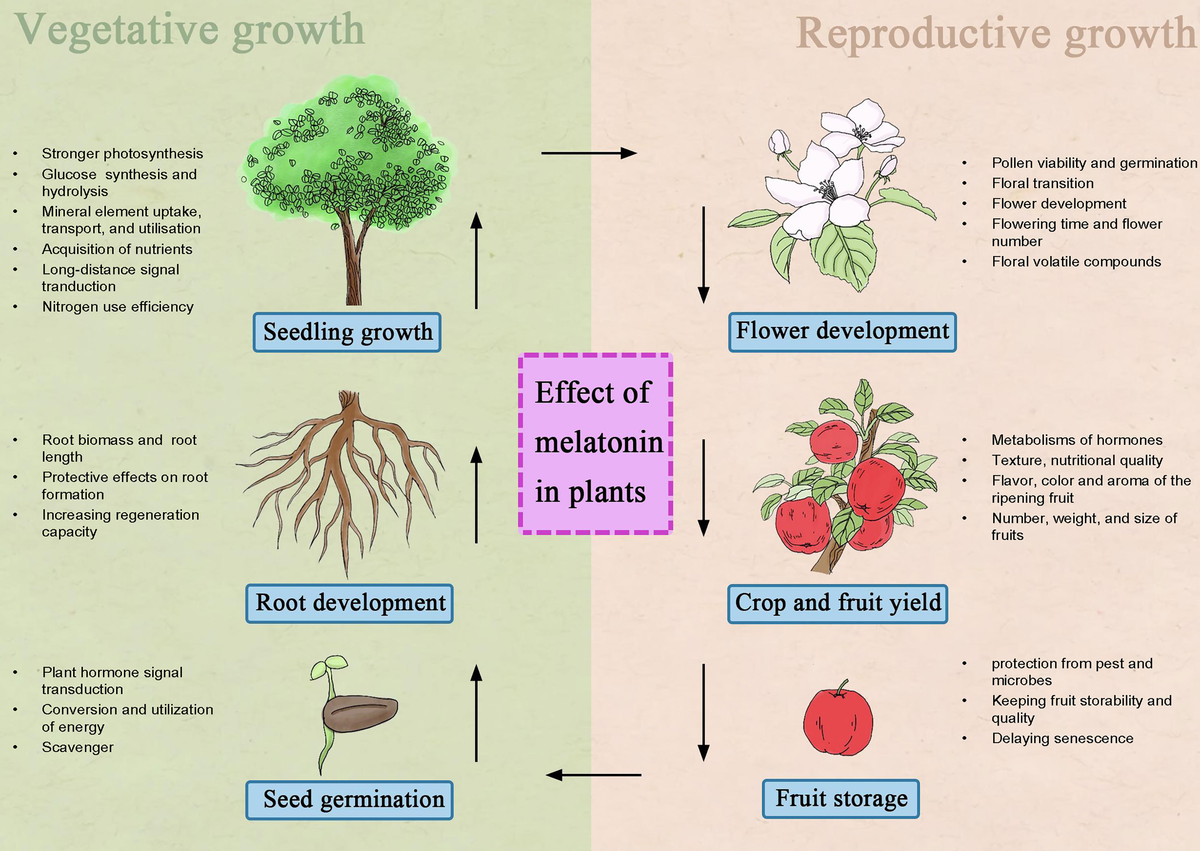 Frontiers | Melatonin-mediated development and abiotic