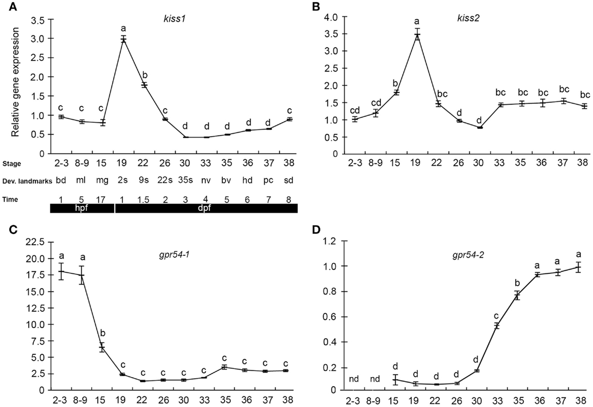 Frontiers | RFamide Peptides in Early Vertebrate Development