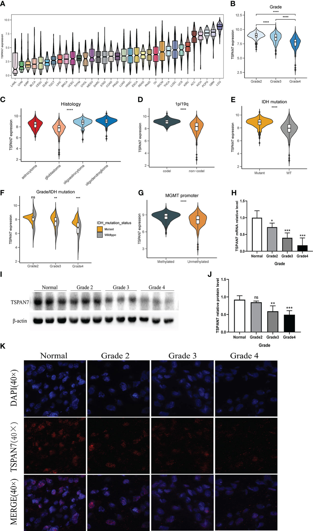 Frontiers | Functional characterization of TSPAN7 as a novel Frontiers | Functional characterization of TSPAN7 as a novel