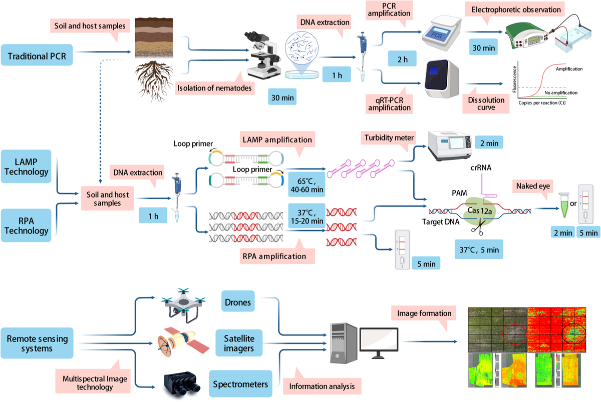 Frontiers | Current advances in the identification of plant