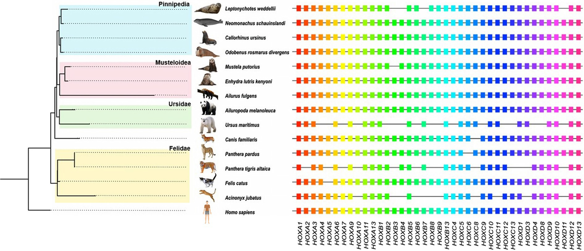 Frontiers Natural selection and convergent evolution of the HOX gene