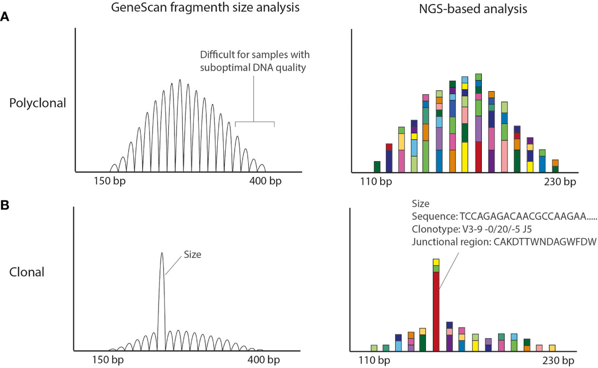Frontiers | Read the clonotype: Next-generation sequencing
