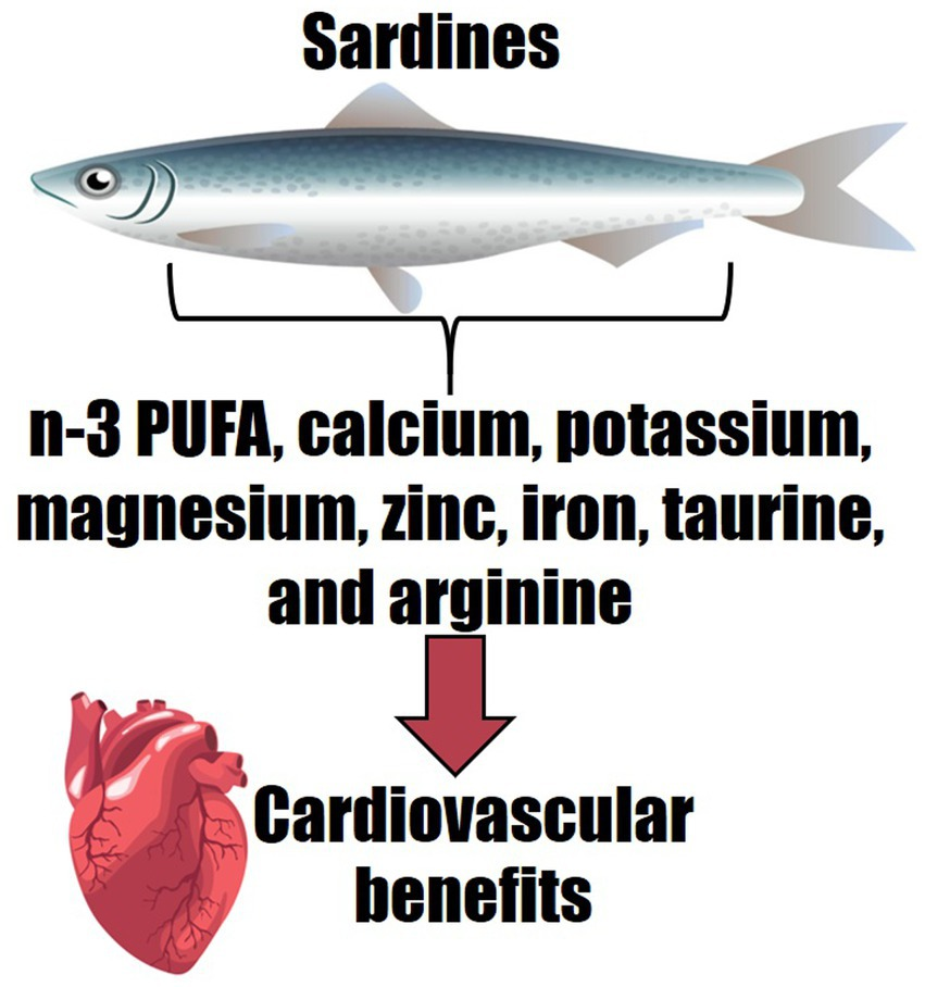 Sardines for dogs taurine outlet