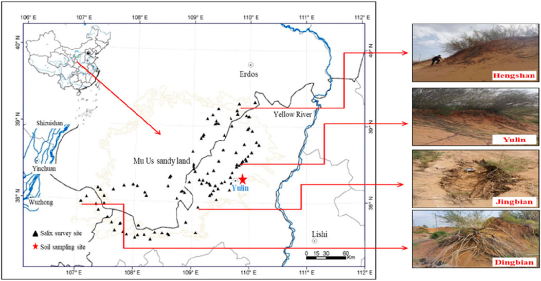 Frontiers | Erosion-reducing potential of Salix psammophila