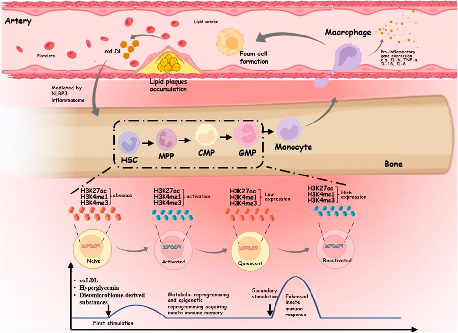 Frontiers | Trained immunity in monocyte/macrophage: Novel Frontiers | Trained immunity in monocyte/macrophage: Novel