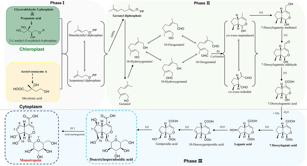 Frontiers | Monotropein: A comprehensive review of