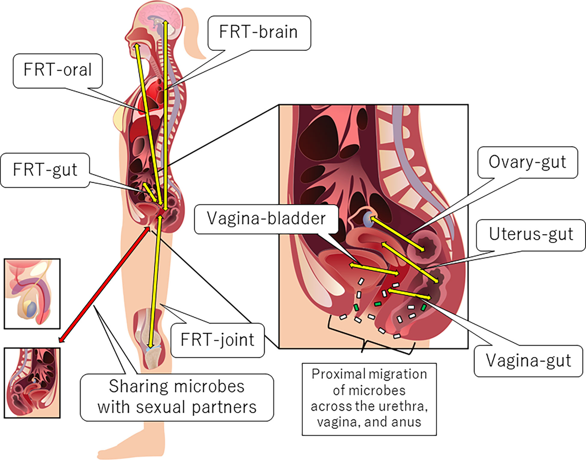 Frontiers | Female reproductive tract-organ axes, image size:1200x941