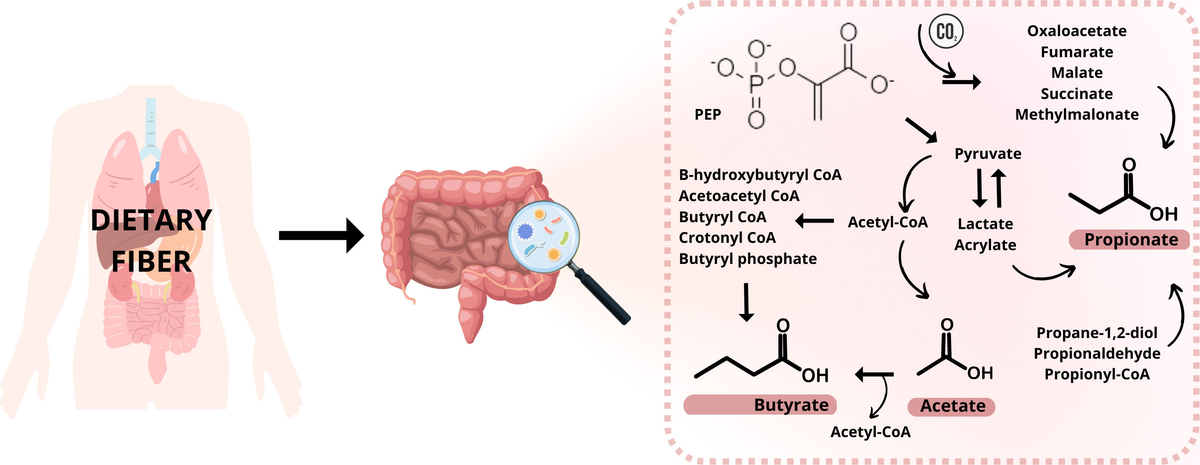 Frontiers | Determination of short-chain fatty acids as