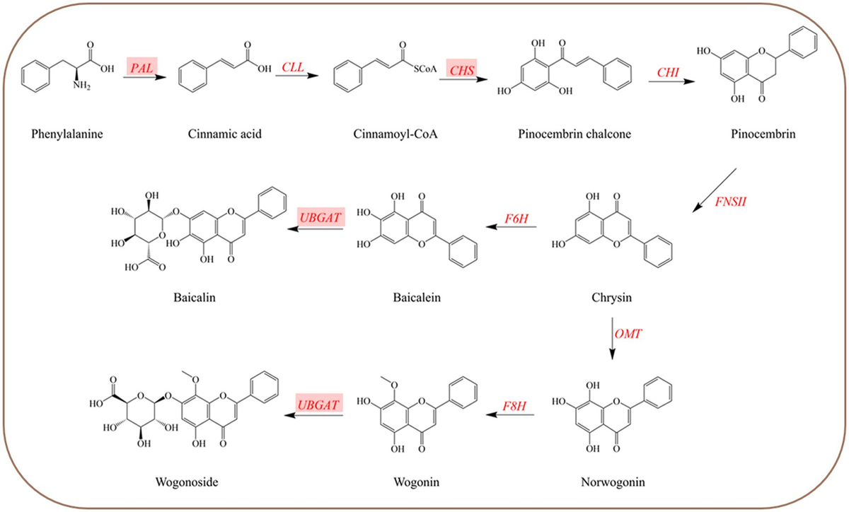 Frontiers | Root-specific flavones and critical enzyme genes