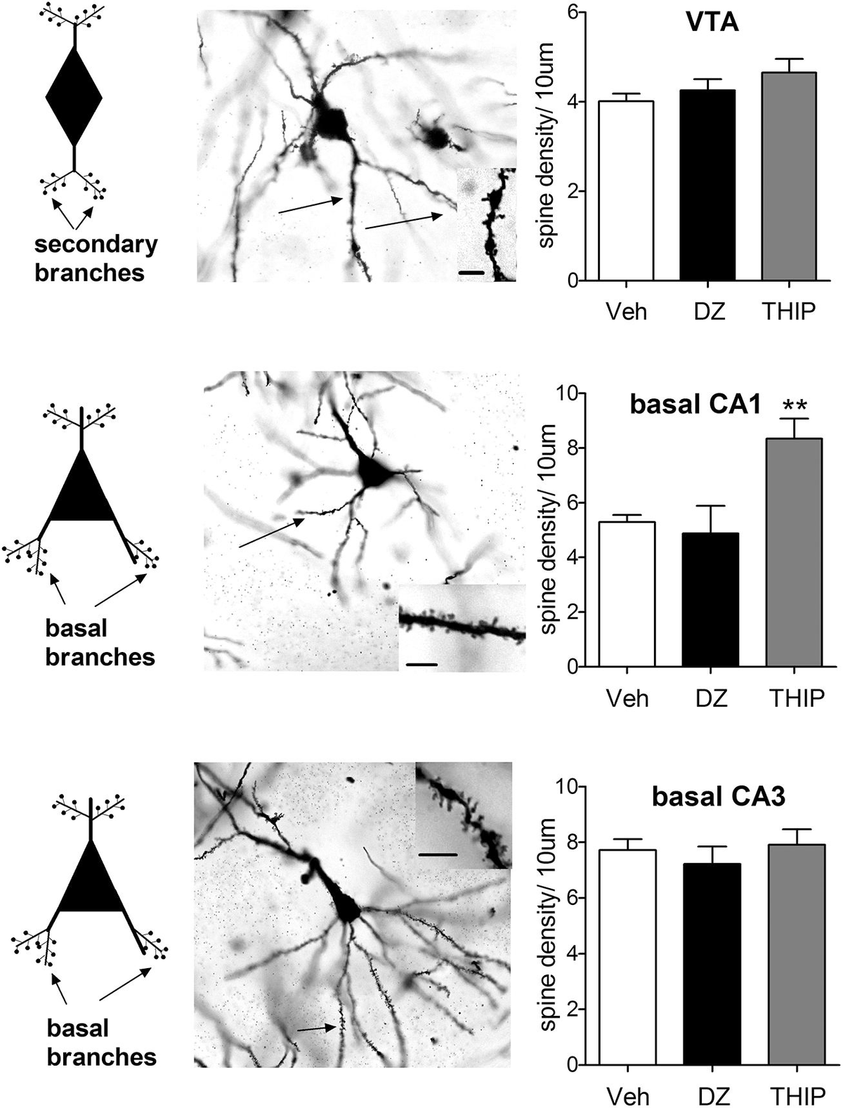 Frontiers | GABAA receptor drugs and neuronal plasticity in