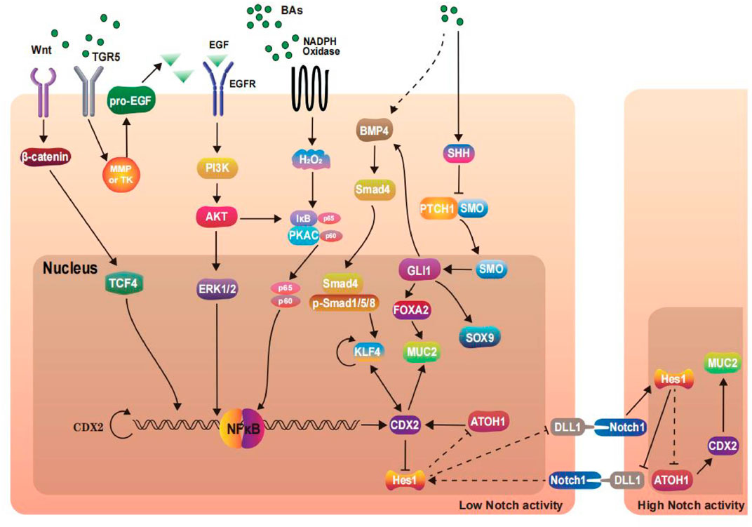 Frontiers | The role of bile acid in intestinal metaplasia